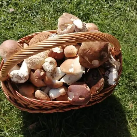 Kaszuby Dom Nad Jeziorem Szczytno Duze Dobrzyn (Pomerania)