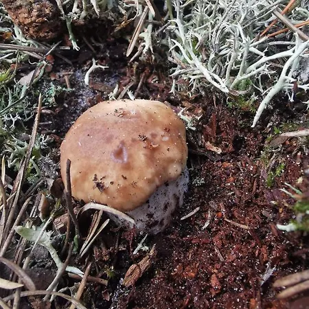 בית נופש Kaszuby Dom Nad Jeziorem Szczytno Duze *