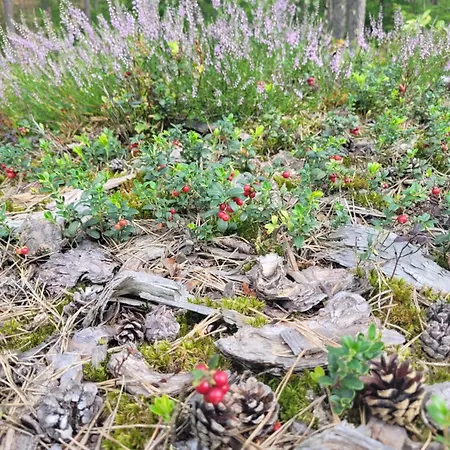 Kaszuby Dom Nad Jeziorem Szczytno Duze *