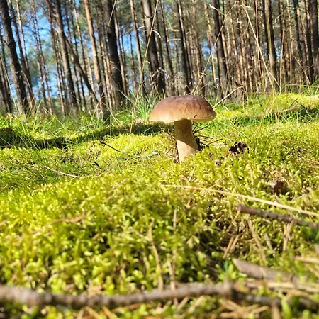 Nyaraló Kaszuby Dom Nad Jeziorem Szczytno Duze Dobrzyn (Pomerania)