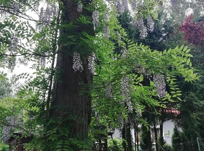 Kaszuby Dom Nad Jeziorem Szczytno Duże Dom wakacyjny Dobrzyn (Czluchow)
