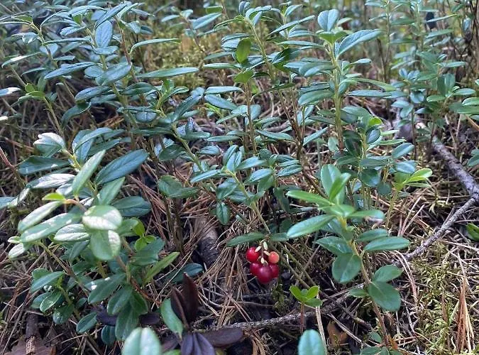 Dom wakacyjny Kaszuby Dom Nad Jeziorem Szczytno Duże Dobrzyn (Czluchow)