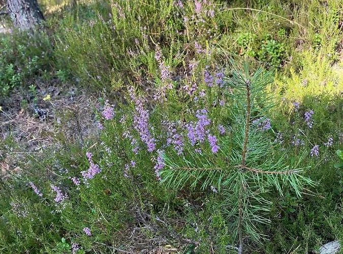 Dom wakacyjny Kaszuby Dom Nad Jeziorem Szczytno Duże *
