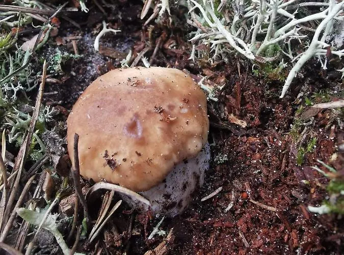 Dom wakacyjny Kaszuby Dom Nad Jeziorem Szczytno Duże *