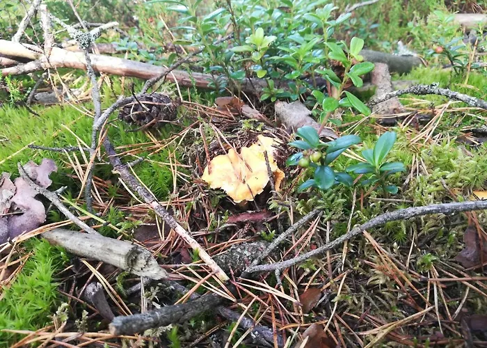 Kaszuby Dom Nad Jeziorem Szczytno Duże Dom wakacyjny Dobrzyn (Czluchow)