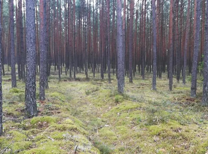 Kaszuby Dom Nad Jeziorem Szczytno Duże * Dobrzyn (Czluchow)