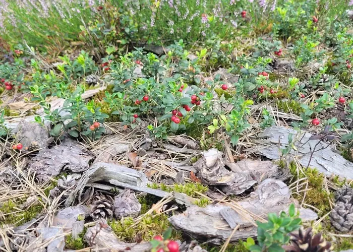 Kaszuby Dom Nad Jeziorem Szczytno Duże *