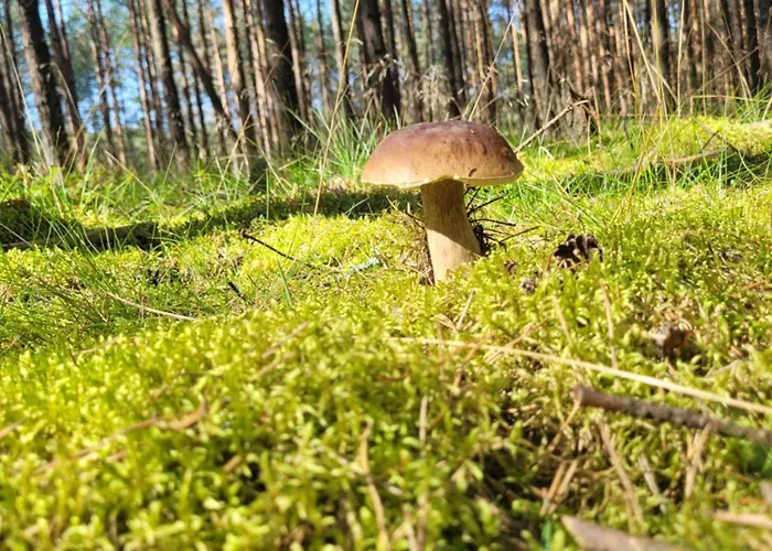 Dom wakacyjny Kaszuby Dom Nad Jeziorem Szczytno Duże Dobrzyn (Czluchow)