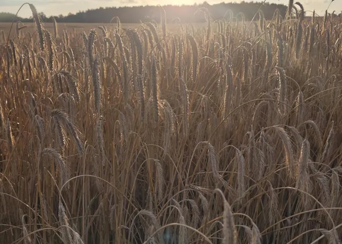 Kaszuby Dom Nad Jeziorem Szczytno Duże